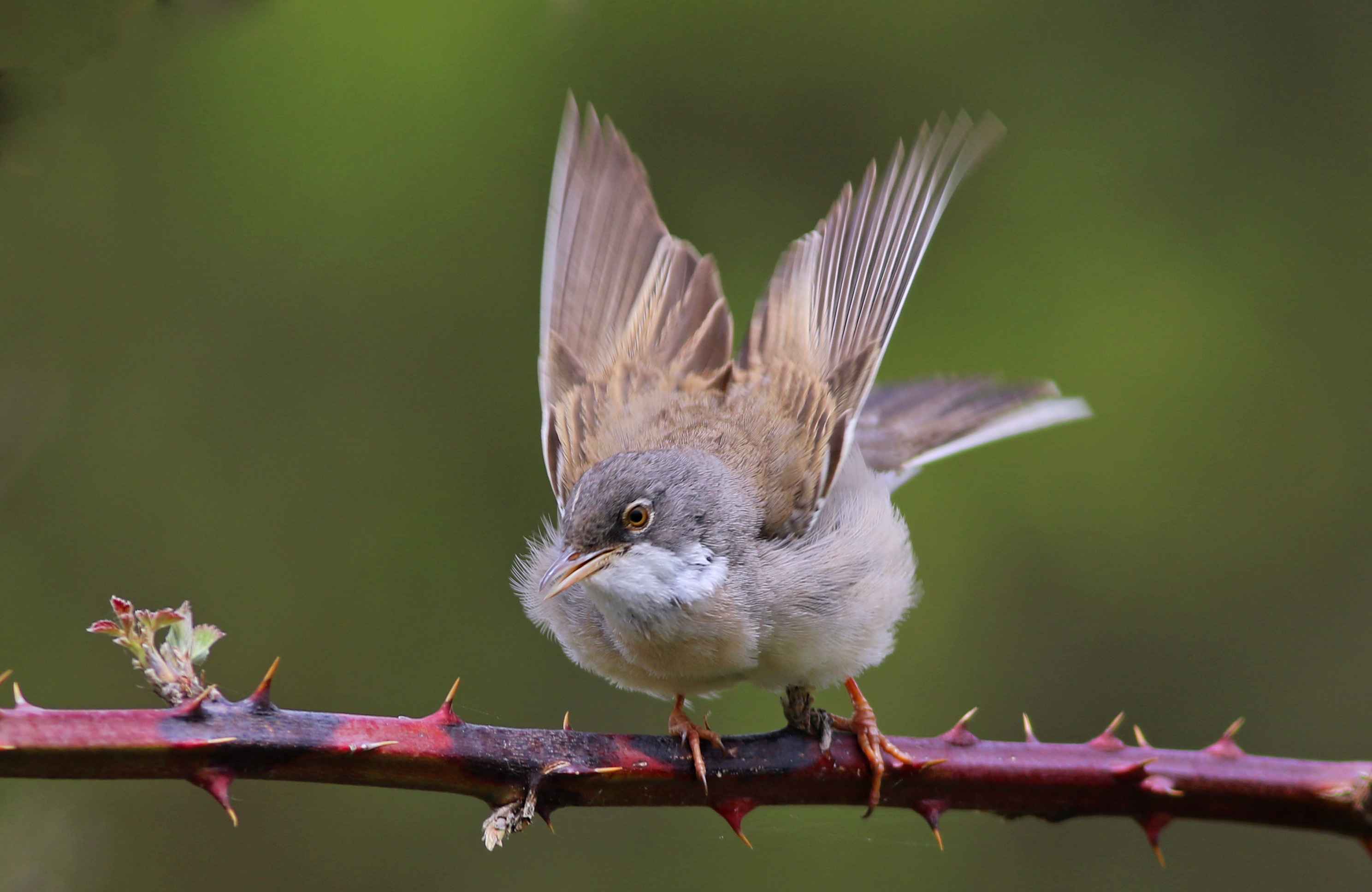 Greater Whitethroat